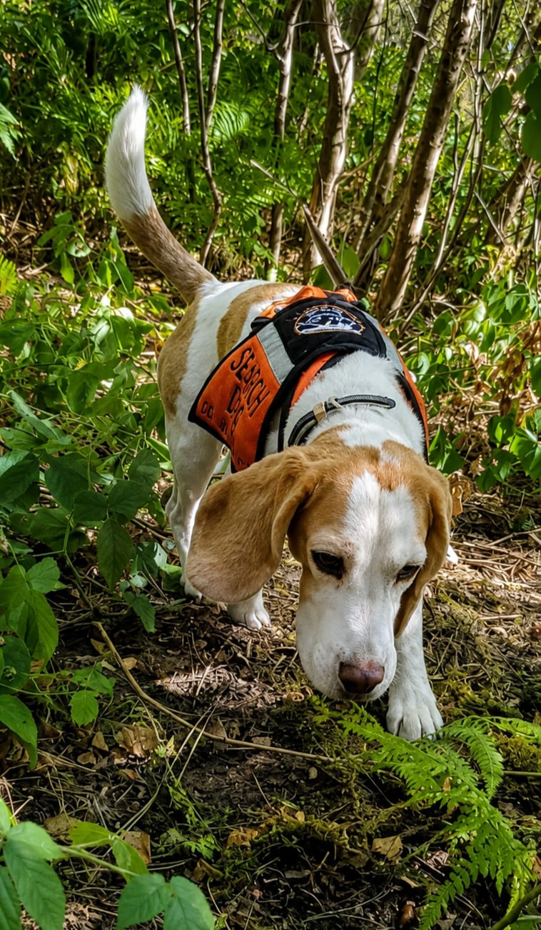Beau