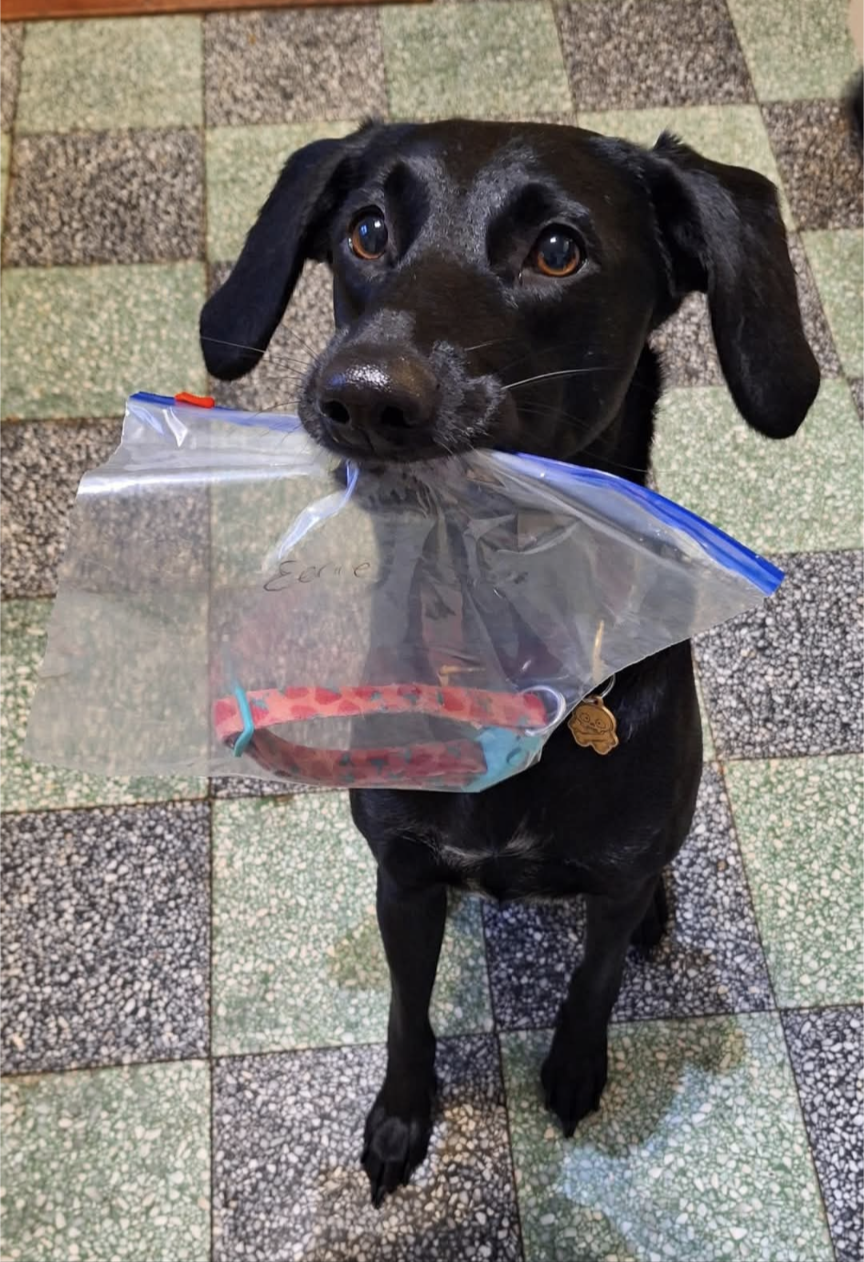 Scent article for preparing a dog's scent item